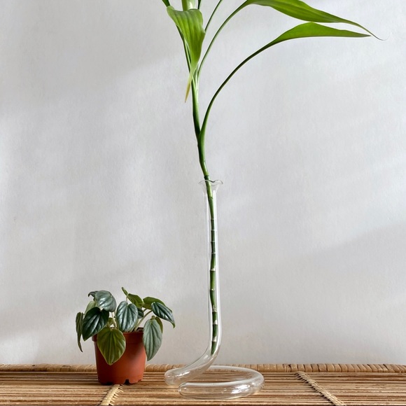 Propagation Vase Hand Blown Twisted Test Tube Glass Vase Whimsical Decor - Picture 2 of 3